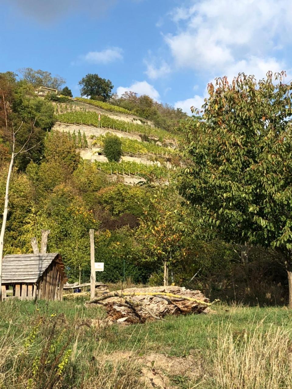 Hotel Garni Zum Rebstock Naumburg  Exterior foto
